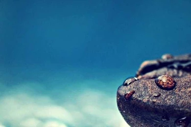 A coffee bean in the rain drops hd wallpaper 720x1280.jpg