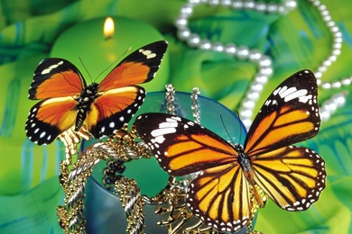 Desktop butterfly backgrounds free.jpg