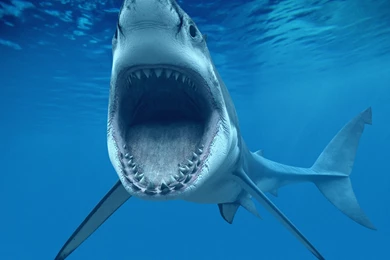 158 Shark HD Wallpapers