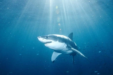 25 Beautiful Tiger Shark Pictures And Wallpapers