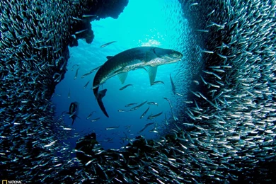 21313) Shark Backgrounds HD Wallpapers Attachment   WalOps.com