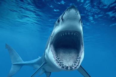Awesome Shark Wallpapers In Really High Quality