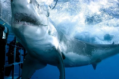 Giant Shark Wallpaper Diver Image Hotel Picture.jpg