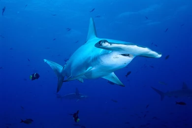 21417) Hammerhead Shark Backgrounds HD Wallpapers Attachment ...