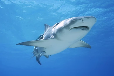 Great White Shark.jpg