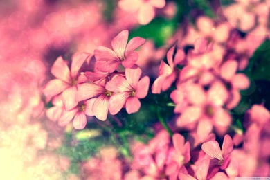 Tiny Pink Flowers Beautiful Flowers Desktop Wallpapers 1680×1050 ...
