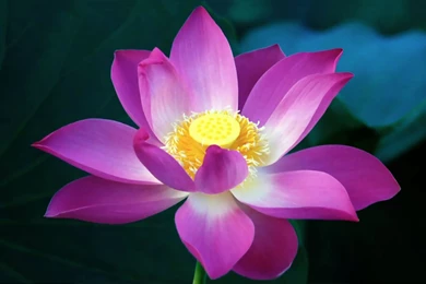 Lotus Flower Desktop Wallpapers