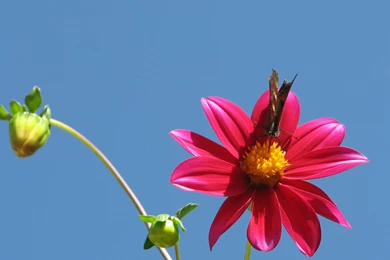 Flower Wallpapers For Desktop   1788896