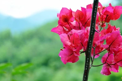 Calendar, Flowers, Desktop, Wallpapers, Summer, Smash (