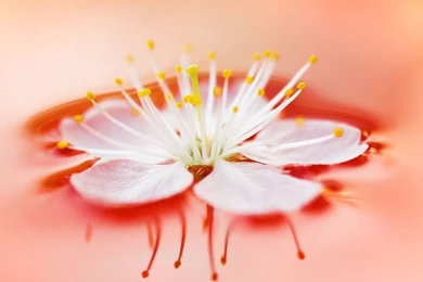 Flower Wallpapers Free: Flower Computer Wallpapers