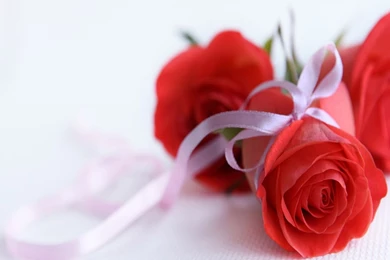 FreePhotoz Daily Wallpapers & Backgrounds   Nature > Flowers