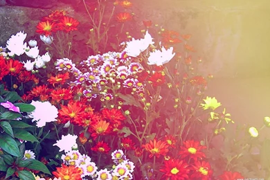 Wallpapers Uk Floral