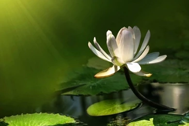 Lotus Flower Desktop Wallpapers
