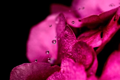 Superb HD Flowers Desktop Wallpaper Backgrounds