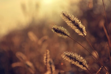 Vintage HD Wallpapers Desktop Backgrounds.jpg