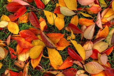 Wallpapers Tagged With AUTUMN