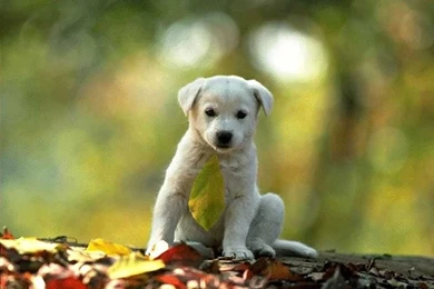 Great Dog Wallpapers