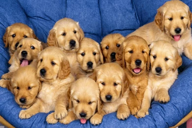 Cute Dogs Wallpapers Hd 94   PowerballForLife