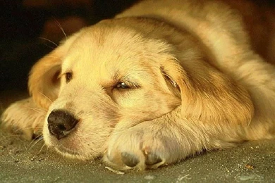 Dog Wallpapers   Wallpapers HD Fine