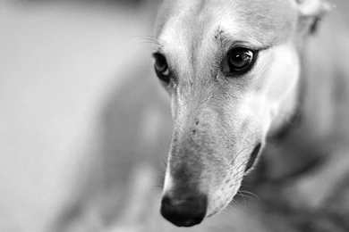 Dog Wallpapers Archives   My HD Pic