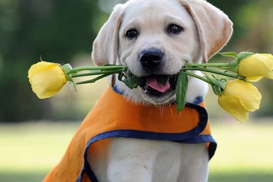 HD Dogs Wallpapers And Photos