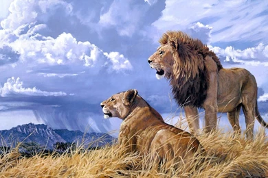Find pictures of lions wallpaper.jpg