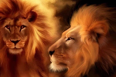 Lions Wallpapers   Digital Art Wallpapers