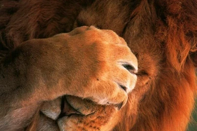 Willd_animals_lion 0002.jpg