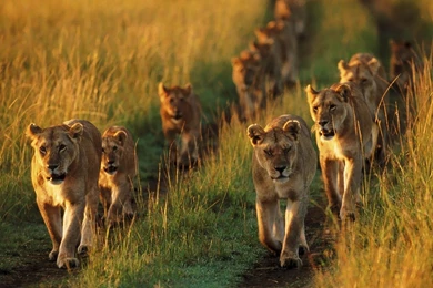 HD Lions Wallpapers And Photos