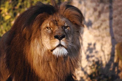 30 Best Lion Wallpapers