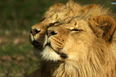 Lions Wallpapers   Animal Wallpapers