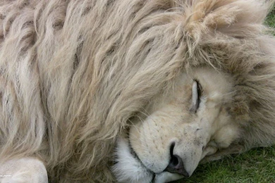 White Lions Wallpapers   Wallpaper.