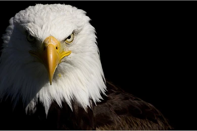 Download Eagle Wallpapers For Iphone