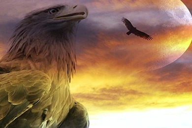 Eagle Wallpaper Backgrounds