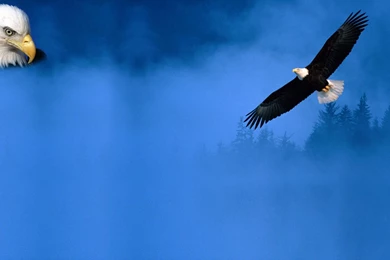 Wallpaper, Eagle, Flight, Desktop, Great (
