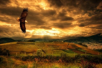 Flying Eagle HD Wallpapers, Flying Eagle Pictures, New Wallpapers