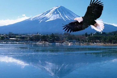 Animal Backgrounds Wallpapers: Eagle Desktop Backgrounds