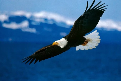 Bald Eagle HD Wallpapers