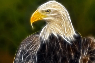 Eagle desktop background download.jpg