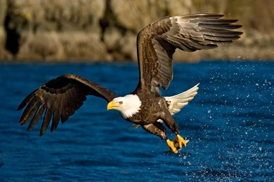 Hunting HD Wallpaper, Hunting Images Free, New Wallpapers