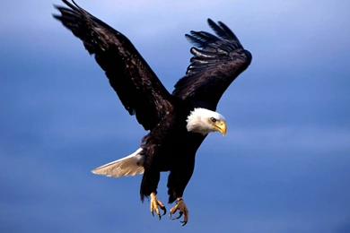 Bald Eagle Wallpapers And Backgrounds   Animals Town