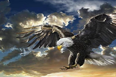 Eagle Desktop Wallpapers