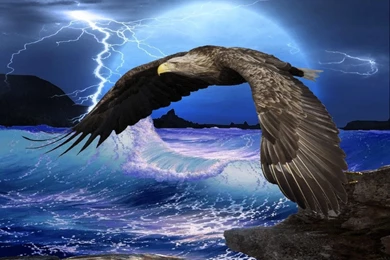 Eagle Computer Wallpapers, Desktop Backgrounds