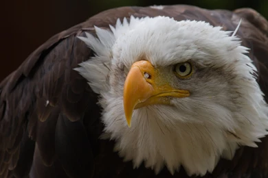 Eagle Wallpaper Backgrounds