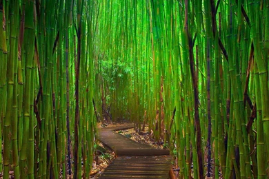 Wallpapers Proslut: High Resolution Beautiful Nature Jungle ...