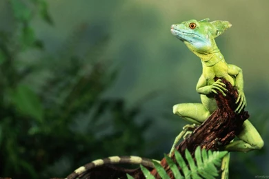 Hd Widescreen Desktop