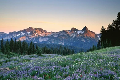 Hd Wallpapers Blackberry Torch 550 Desktop Wallpapers