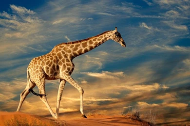 Giraffe HD Wallpapers