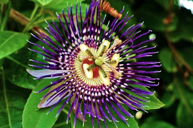 Lavender HD Wallpapers