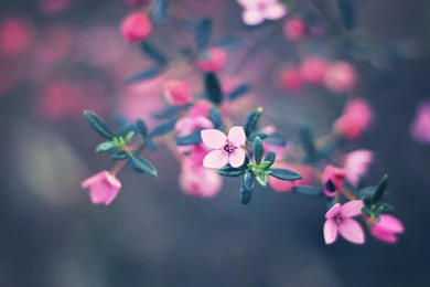 Free Leafs Mac Wallpapers, iMac Wallpapers, Retina MacBook Pro ...